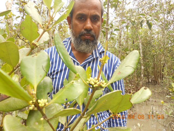 সুন্দরবনের মধু - Image 4